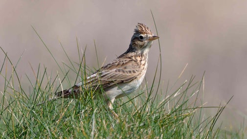 A skylark standing on coastal grassland
